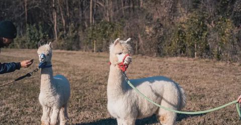 Passeggiata con alpaca in Brianza