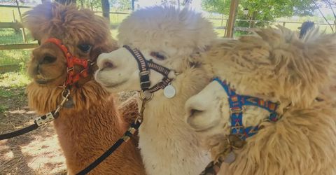 Esperienza con alpaca nella natura