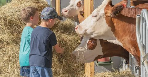 Esperienza di fattoria didattica in provincia di Trento