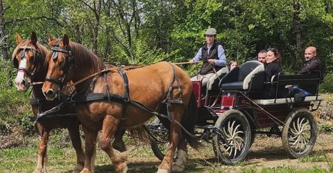 Giro in carrozza nel vigneto con picnic
