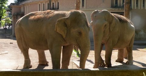 Zoo e Bioparchi