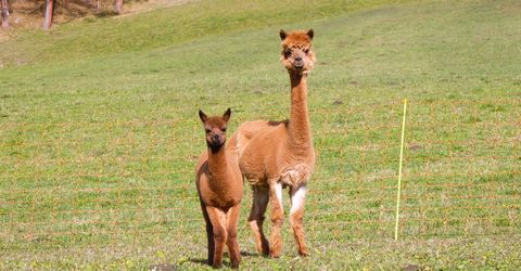 Passeggiate con gli alpaca