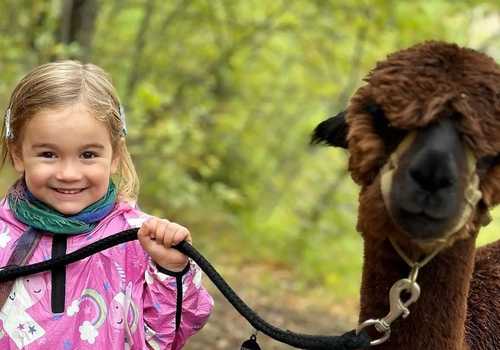 Passeggiata con alpaca sull'appennino Emiliano