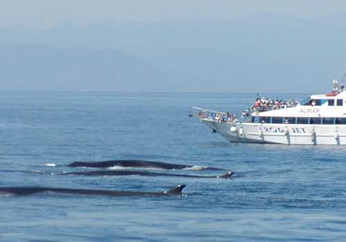 Tour guidato di osservazione dei cetacei del Santuario di Pelagos