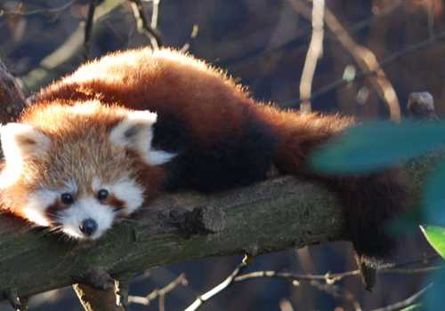 Parco faunistico la Torbiera per famiglie