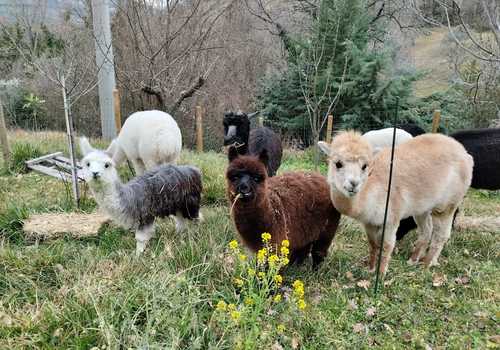 Passeggiata con alpaca in Umbria