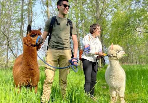 Passeggiata con gli Alpaca