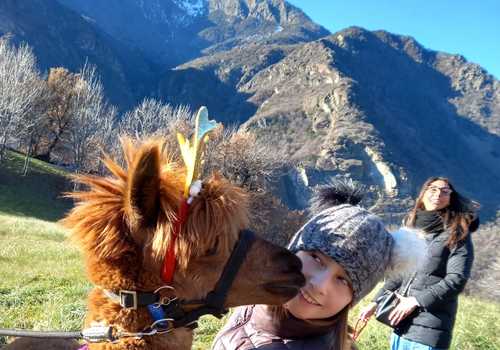 Passeggiata con gli alpaca in Valle d'Aosta