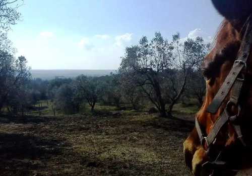 Passeggiata a cavallo nel Parco di Veio