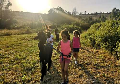 Passeggiata con alpaca nelle colline di Firenze