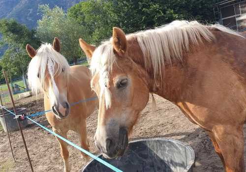 Lezione di equitazione