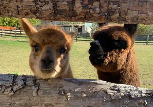 Passeggiata con alpaca