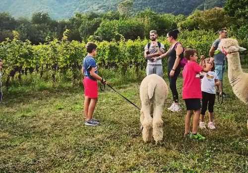 Passeggiata con Alpaca sensoriale in val  Camonica