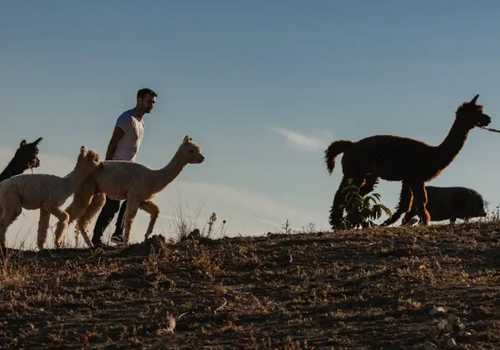 Passeggiata con alpaca tra le colline senesi