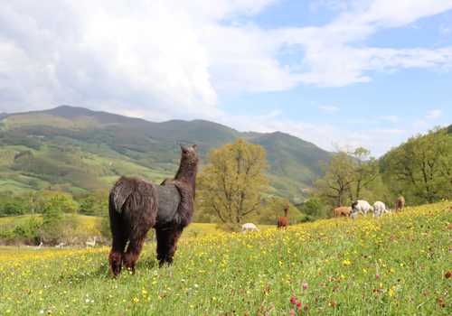 Passeggiata con alpaca nella natura della Val Tiberina
