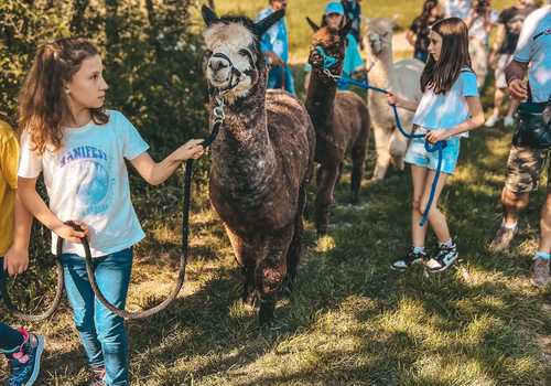 Passeggiata con alpaca e picnic sui Colli Tortonesi