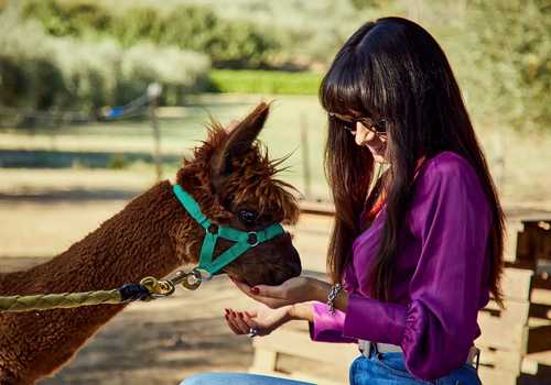 Passeggiata con gli alpaca
