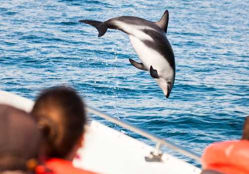 Avvistamento delfini e balene in barca a vela 