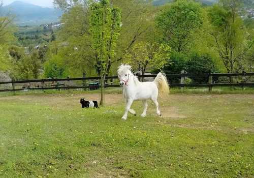 esperienza didattica in fattoria per bambini 