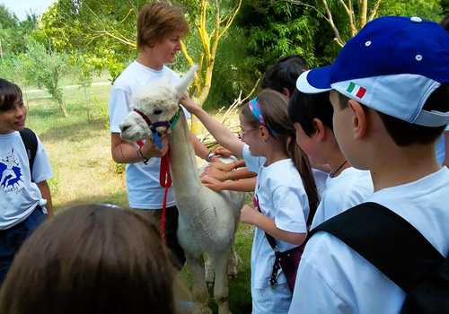 Esperienza con alpaca e altri animali nella Tuscia viterbese