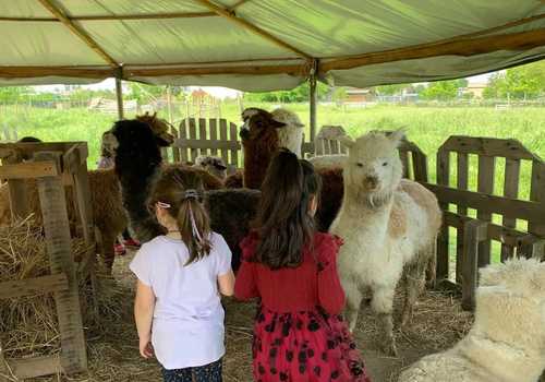Visita didattica ed esperienza con alpaca vicino Ferrara