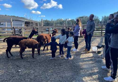 Passeggiata con alpaca nel Sud Sardegna
