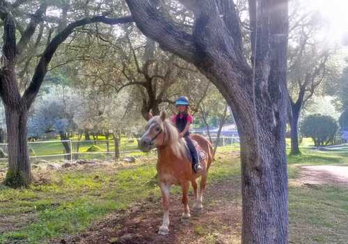 Passeggiata a cavallo in uliveto vicino ad Albenga