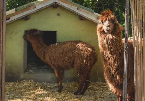 Passeggiata con alpaca