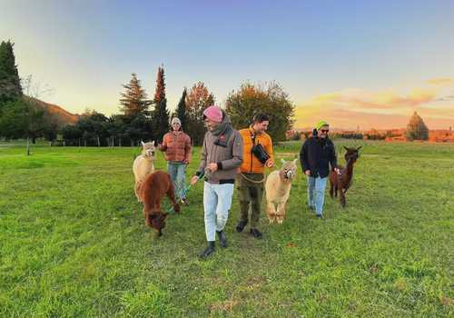 Passeggiata con alpaca nel Parco della Cava