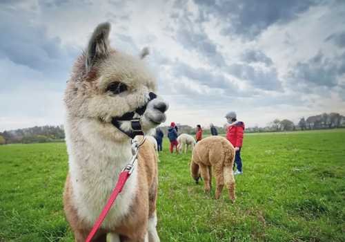 Passeggiata con gli alpaca