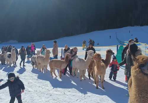 Passeggiata con alpaca sulla neve