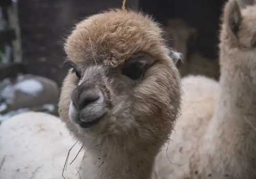 Esperienza con alpaca e merenda