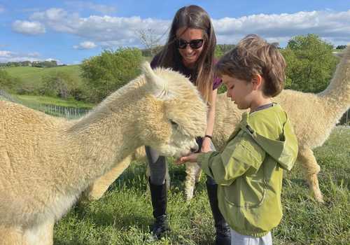 Esperienza interattiva con alpaca