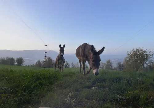 Trekking con asini e merenda in agriturismo