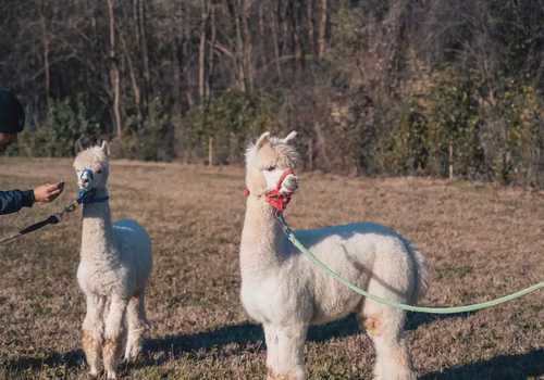 Passeggiata con alpaca in Brianza
