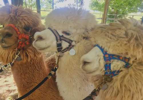 Esperienza con alpaca nella natura