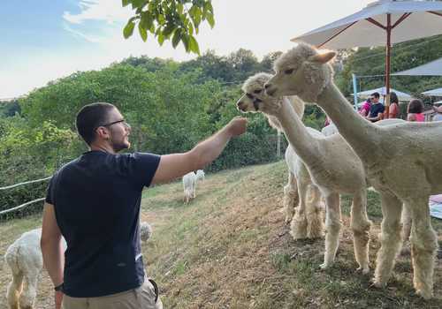 Picnic con gli alpaca