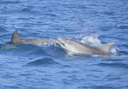 Tour in gommone a Figarolo con avvistamento delfini