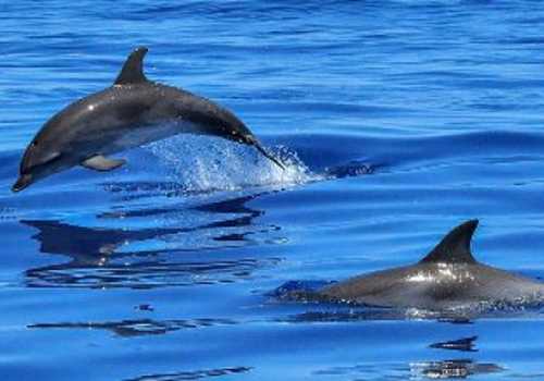 Tour in gommone privato a Golfo Aranci con avvistamento delfini
