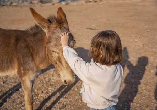 Passeggiata con gli asinelli  per famiglie