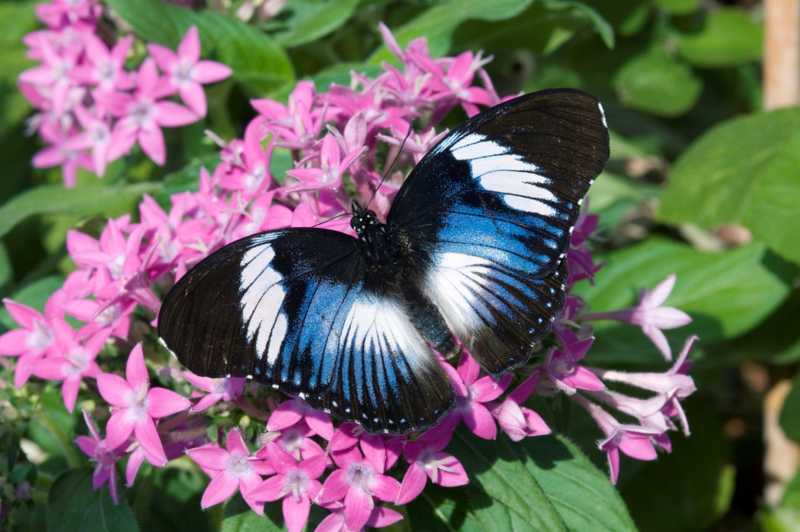 Oasi delle Farfalle tropicali