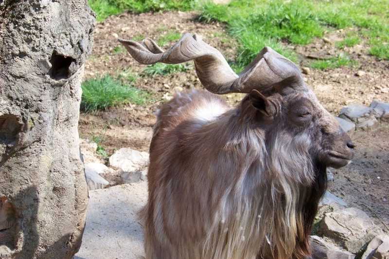 Zoo di Pistoia