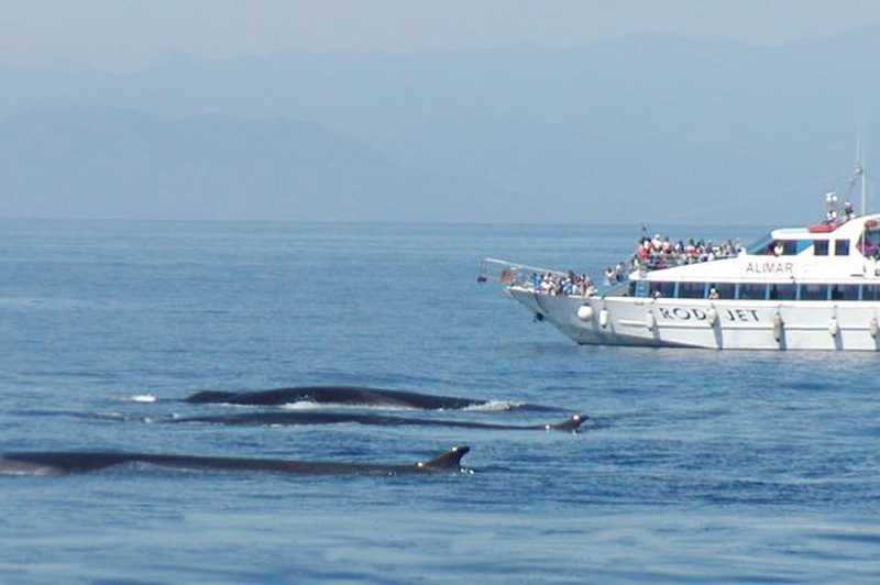 Tour guidato di osservazione dei cetacei del Santuario di Pelagos