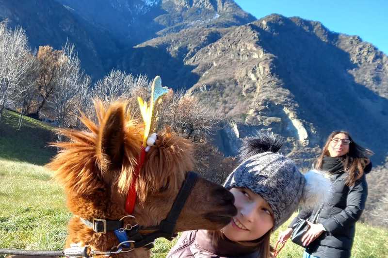 Passeggiata con gli alpaca in Valle d'Aosta