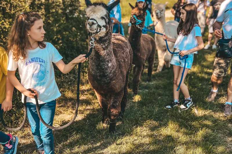 Passeggiata con alpaca e picnic sui Colli Tortonesi