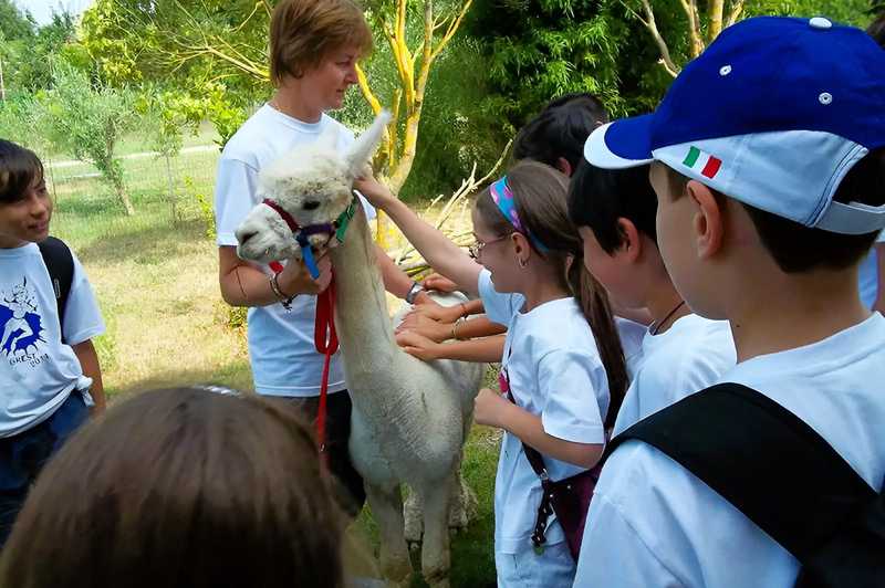 Esperienza con alpaca e altri animali nella Tuscia viterbese