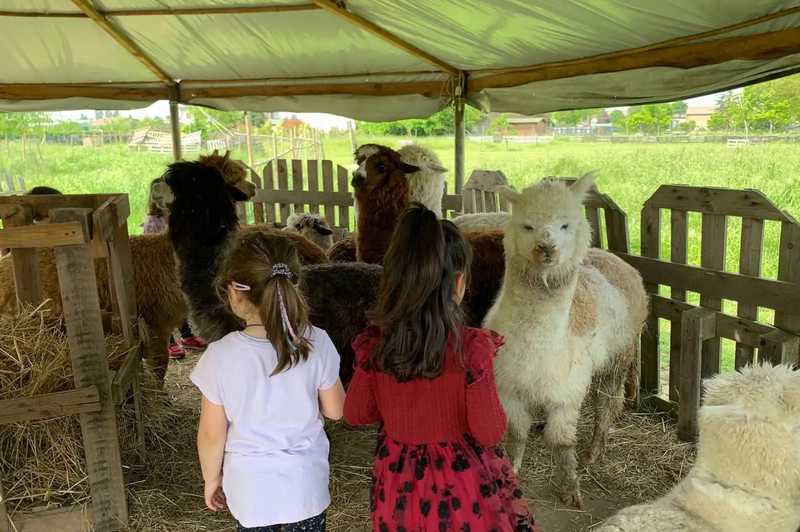 Visita didattica ed esperienza con alpaca vicino Ferrara