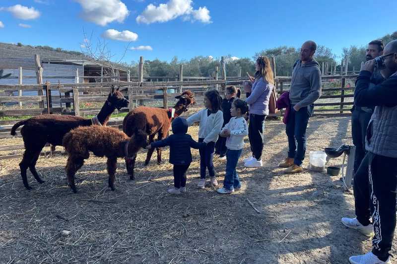 Passeggiata con alpaca nel Sud Sardegna