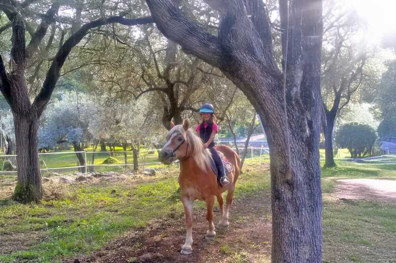 Passeggiata a cavallo in uliveto vicino ad Albenga