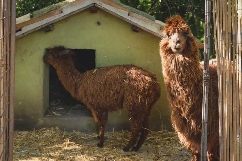 Passeggiata con alpaca